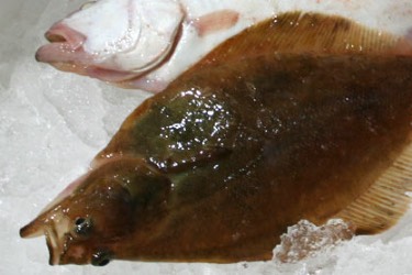 Flounder