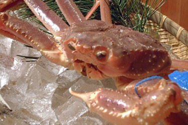 Crabe de Tsuiyama (crabe de neiges)