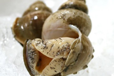 Japanese sea snails