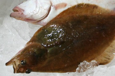 鰈魚